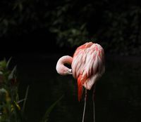Flamingo - Anders Leander